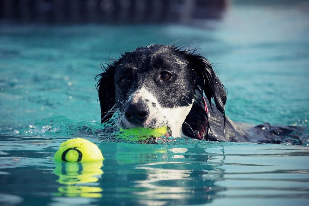 Pool Safety Inspections ​​Samsonvale a Comprehensive Guide to Ensuring Compliance and Safety